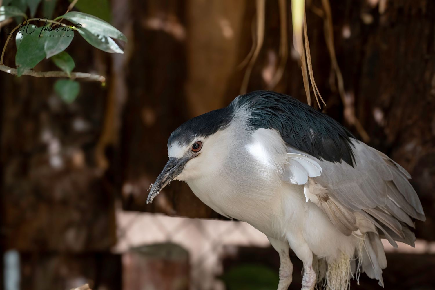 Black-crowned night heron with white underbelly perched among green foliage.