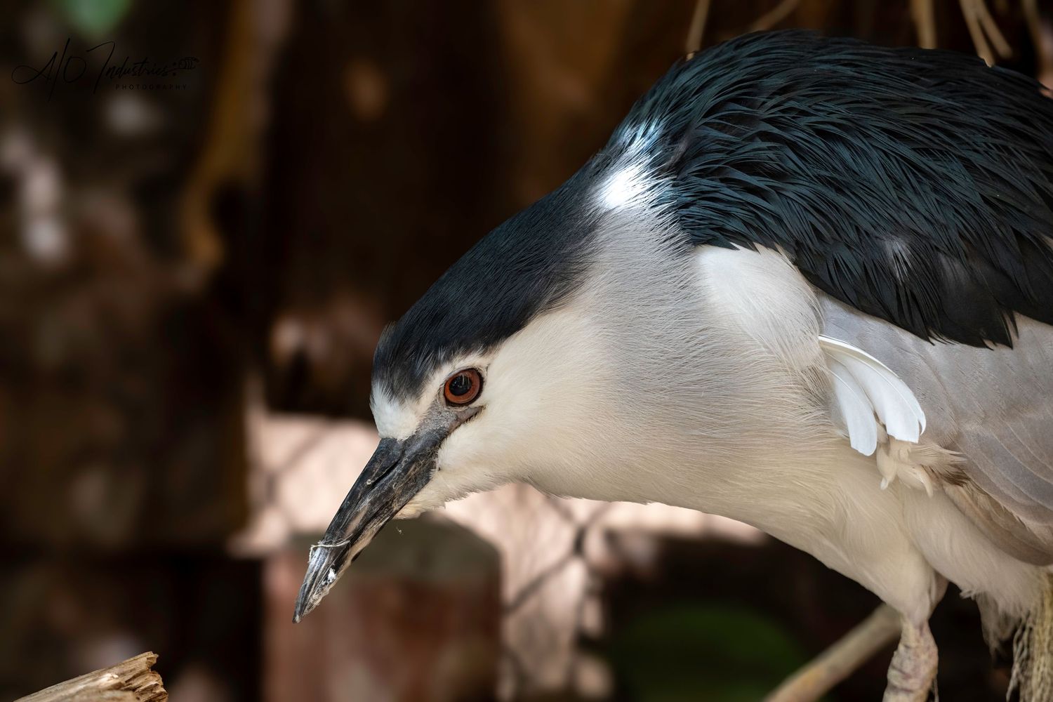 Close-up of a black-crowned night heron's head and beak against dark background.
