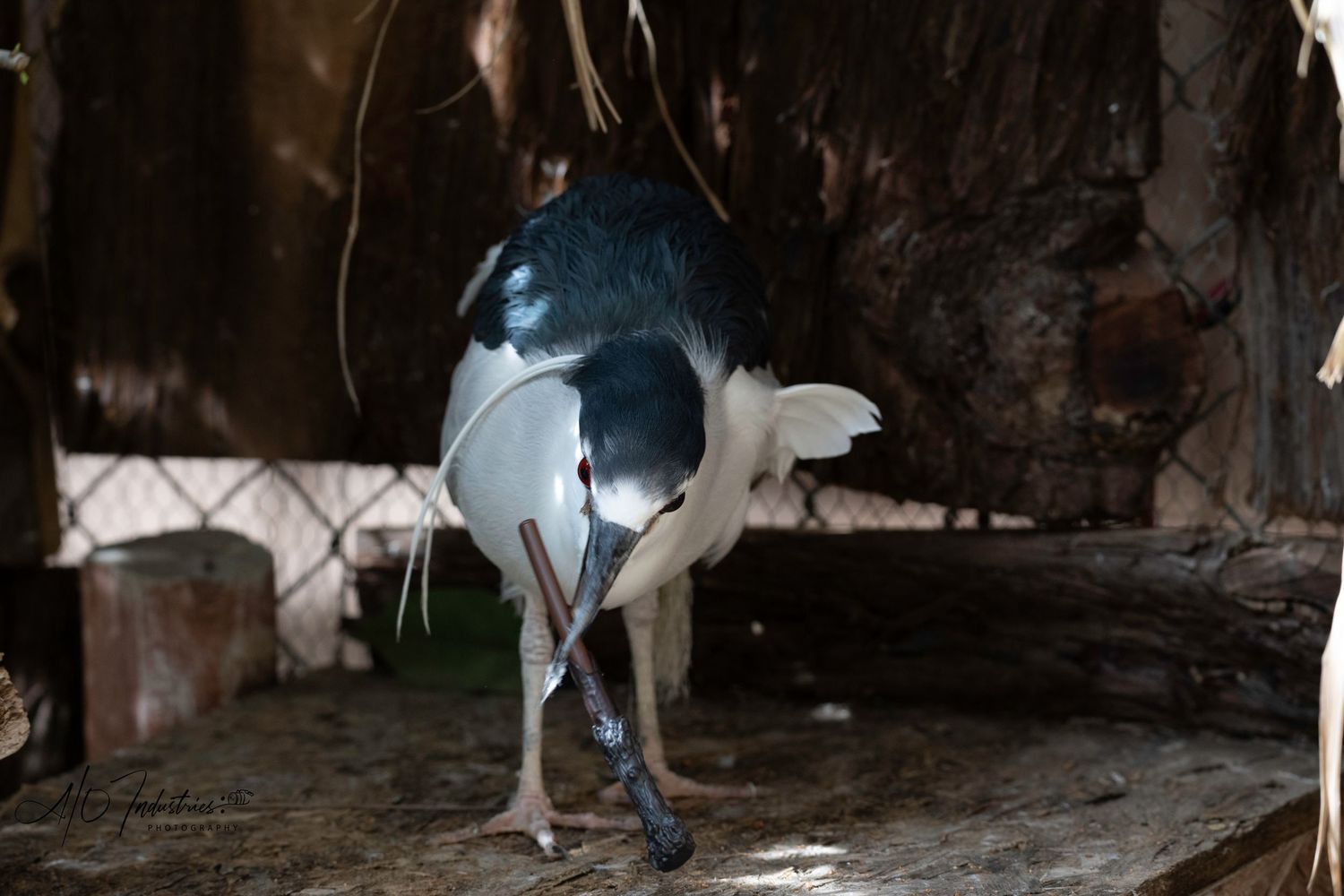 Blue and white crane stretching its wings in a dark setting.