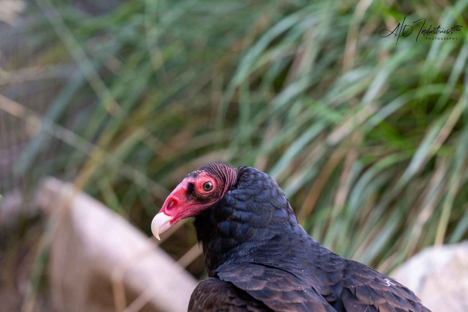 Turkey vulture with distinctive dark feathers and red head in natural grass habitat.