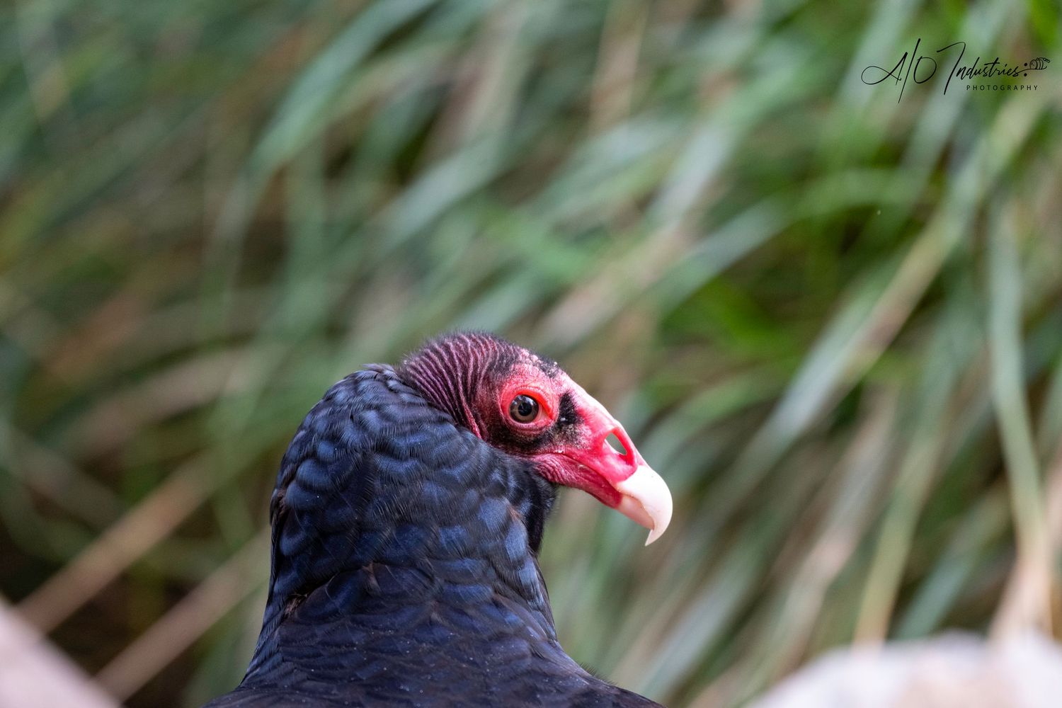 Close-up portrait of a turkey vulture showing its characteristic red head and dark plumage.