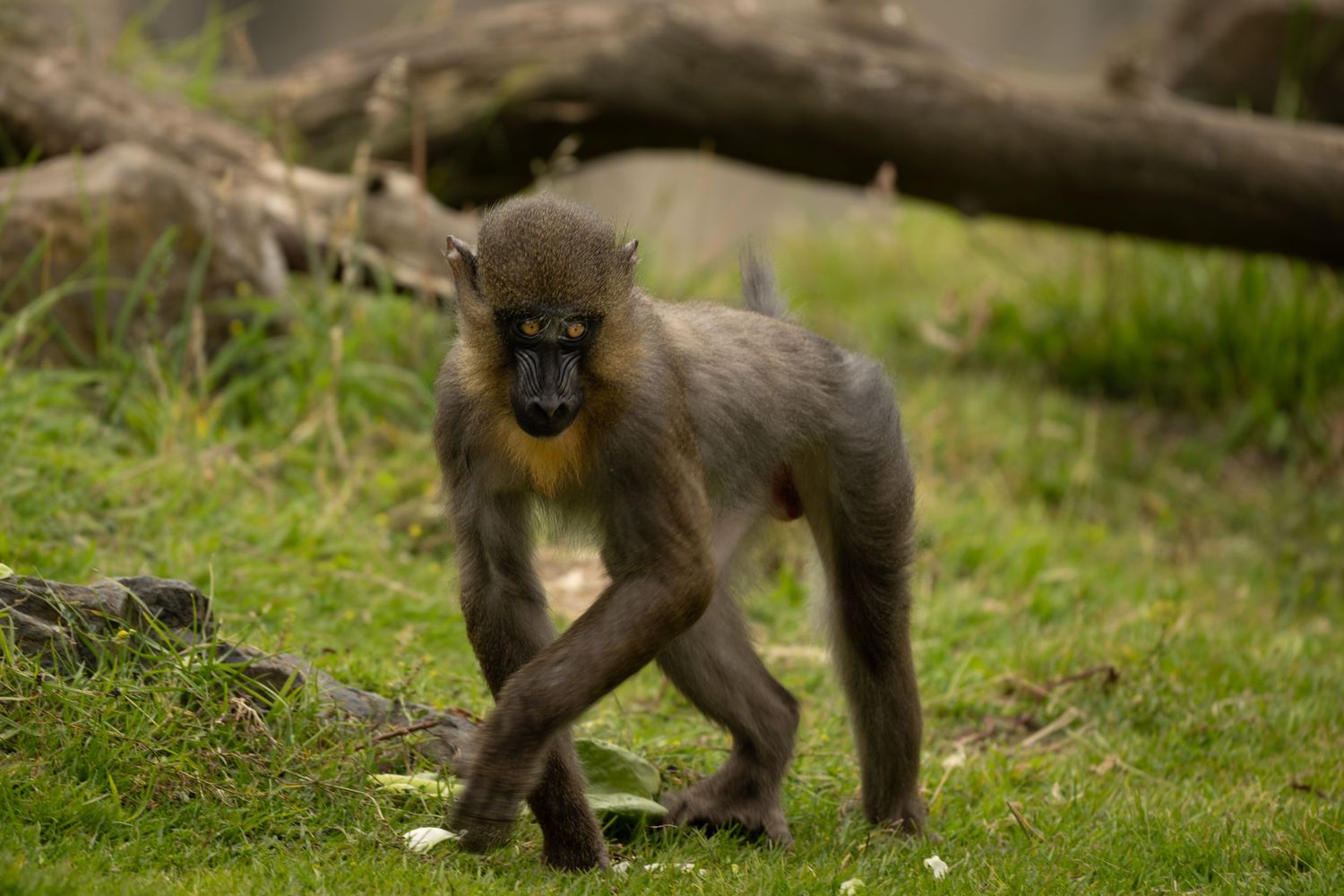 Young mandrill primate walking on grass with distinctive blue and red facial coloring.