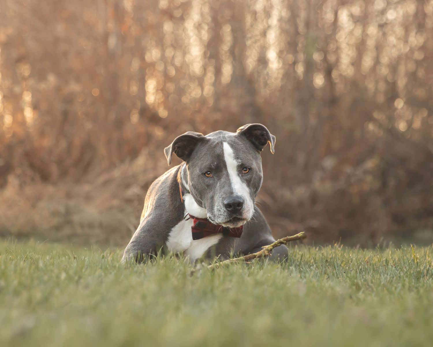 A gray and white pitbull laying in the grass during golden hour with autumn trees in the background.