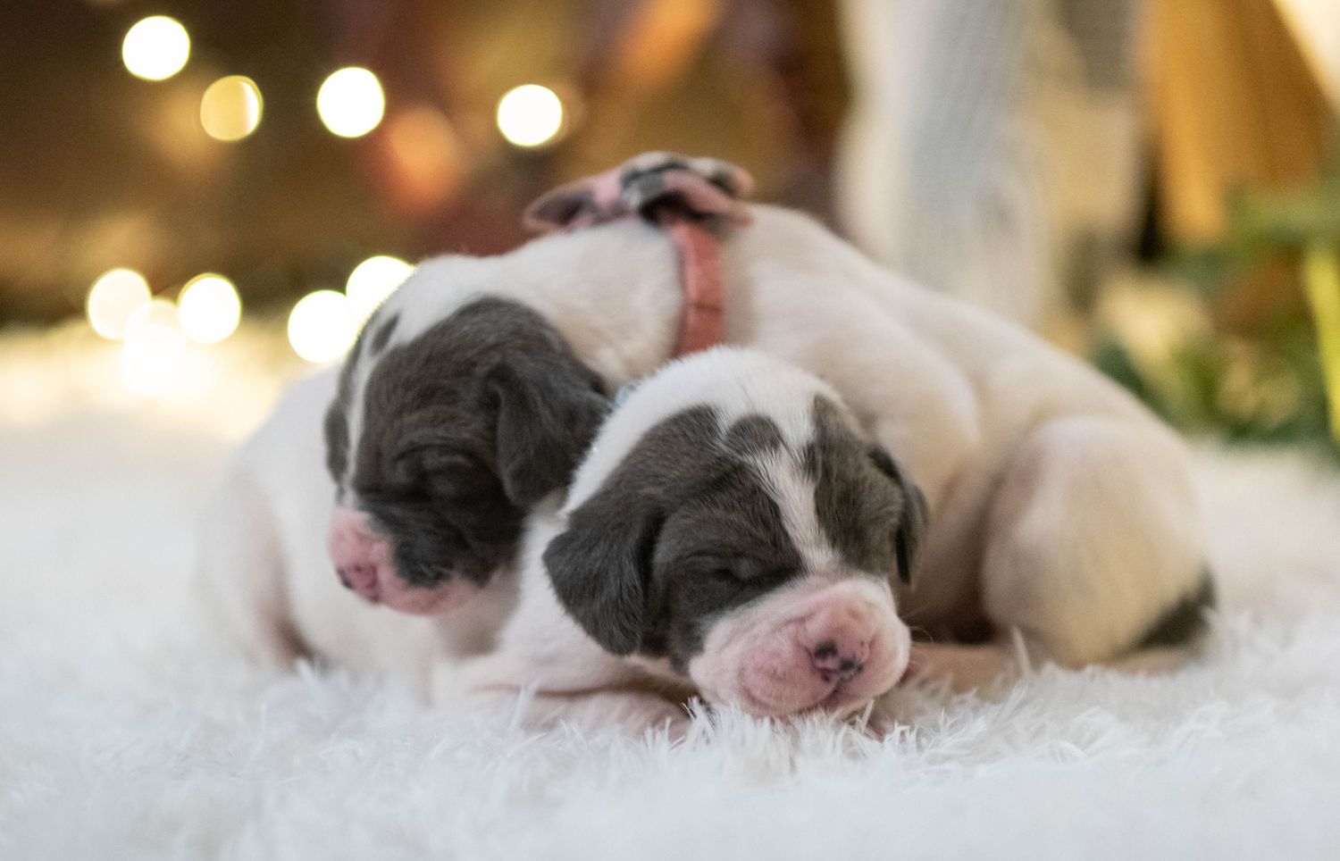 Two newborn Great Dane puppies with gray and white markings sleeping on a white fur blanket.