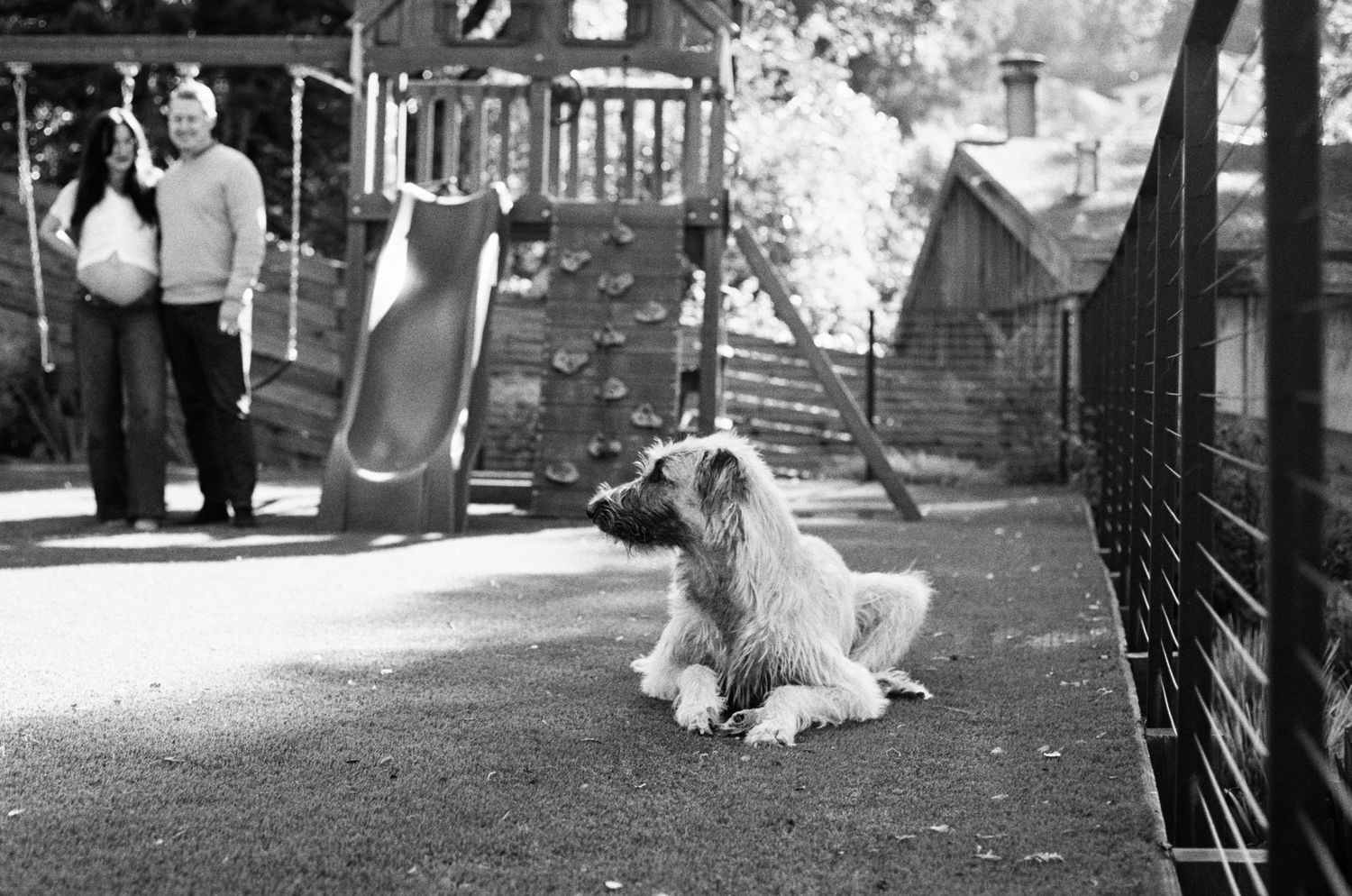 natural light family photography with children, pets and parents, intimate and unposed storytelling in Marin County