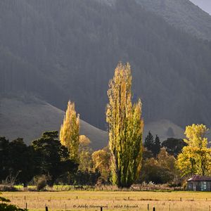 Autumn trees with golden foliage and old shed stand before a misty mountain in a rural landscape.
