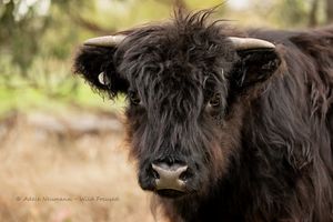 Close-up portrait of a Black Highland calf with curved horns and shaggy fur in a natural outdoor setting.