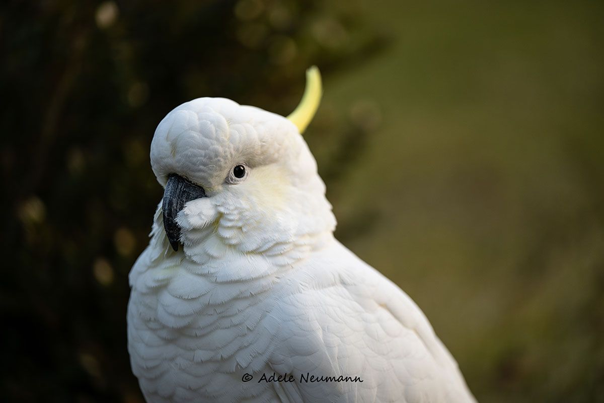 White cockatoo with yellow crest and fluffy feathers perched outdoors against a dark green background.