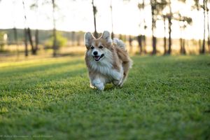 A happy Corgi dog running joyfully across a lush green grass field with trees in the background.