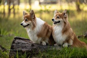 Two fluffy Corgi dogs standing together on a log in a lush green tree setting, looking alert and majestic.