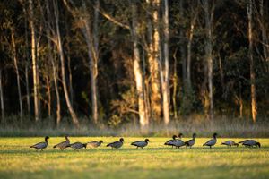 A flock of wild Blue Ducks grazing on a green field at golden hour with tall trees in the background.