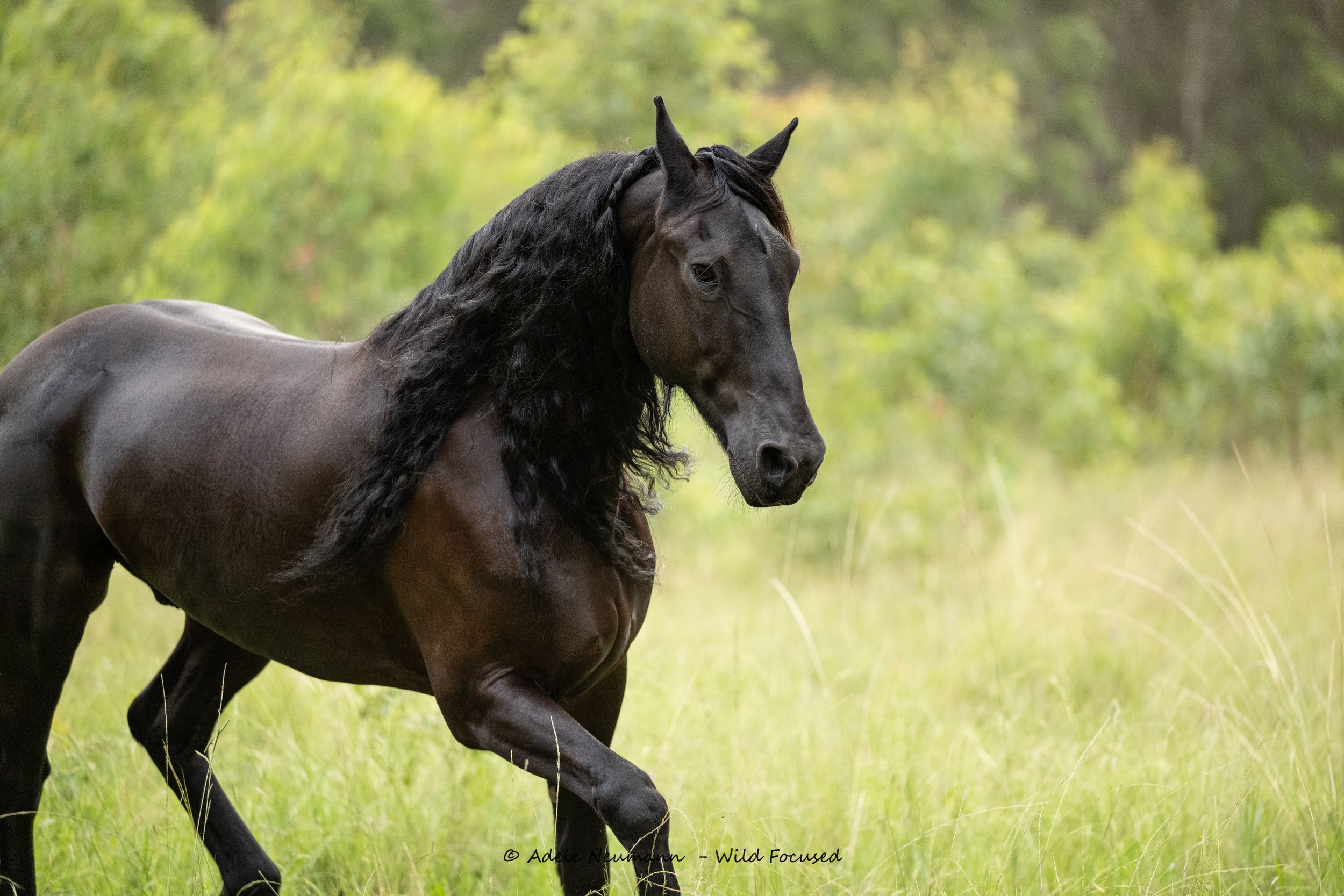 A majestic black Friesian horse with flowing, wavy mane trotting through a lush green meadow.