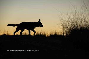 Silhouette of a German Shepherd dog at sunset against a golden sky with dry grasses in the background.