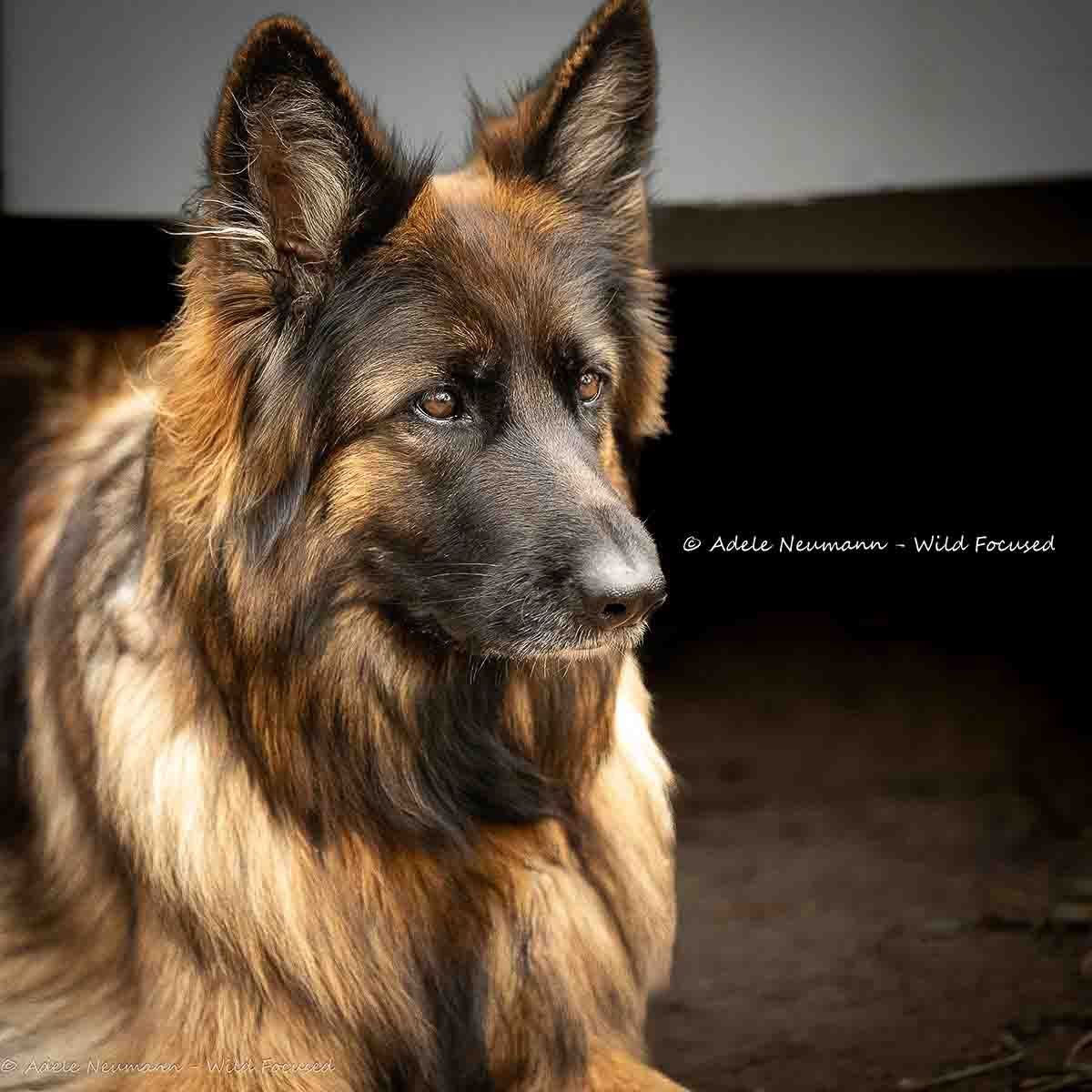 A majestic long-haired German Shepherd dog with rich black and tan fur poses alertly in a dark, moody portrait photo.