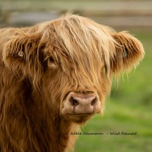 Close-up portrait of a fluffy Highland cow with shaggy brown fur and a pink nose on a green background.