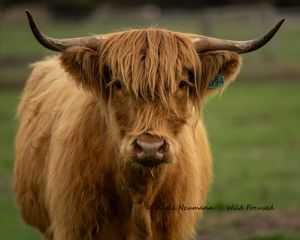Cute Highland Cow with horns, with long eyelashes