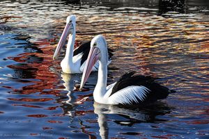 Two Australian pelicans with black and white plumage swim gracefully on colorful reflective water.
