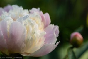 Pink and white Peonie flower closeup image