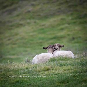 Two white sheep resting and cuddling together on a lush green hillside, nuzzling each other affectionately in a pastoral scene.