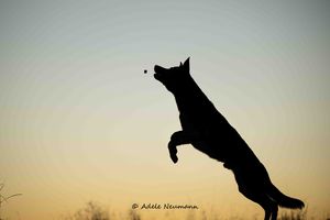 Silhouette of a German Shepherd dog leaping to catch a dog biscuit at sunset against a golden sky.