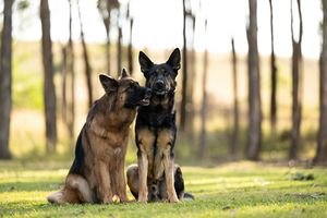 Two German Shepherd dogs sitting and smooching together on green grass in a sunlit forest park setting.