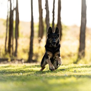 A black and tan German Shepherd dog running energetically across green grass with trees in the background.