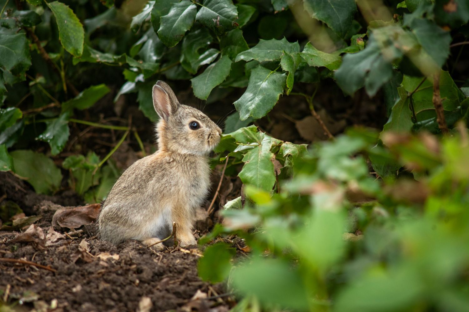 A young wild rabbit sits among lush green garden foliage on brown mulch, alert and curious in its natural habitat.