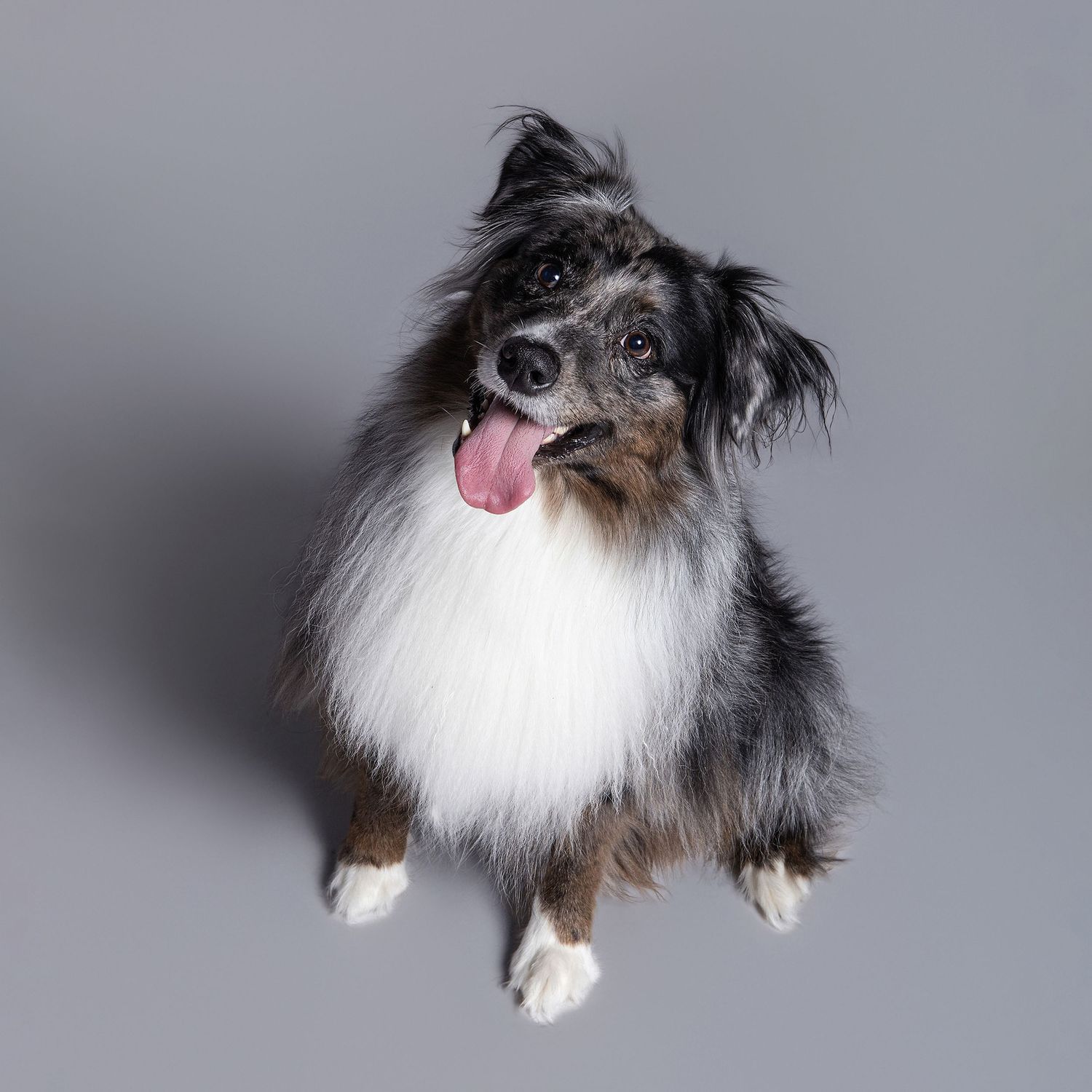 A fluffy merle Australian Shepherd dog sits with tongue out against a gray studio background.
