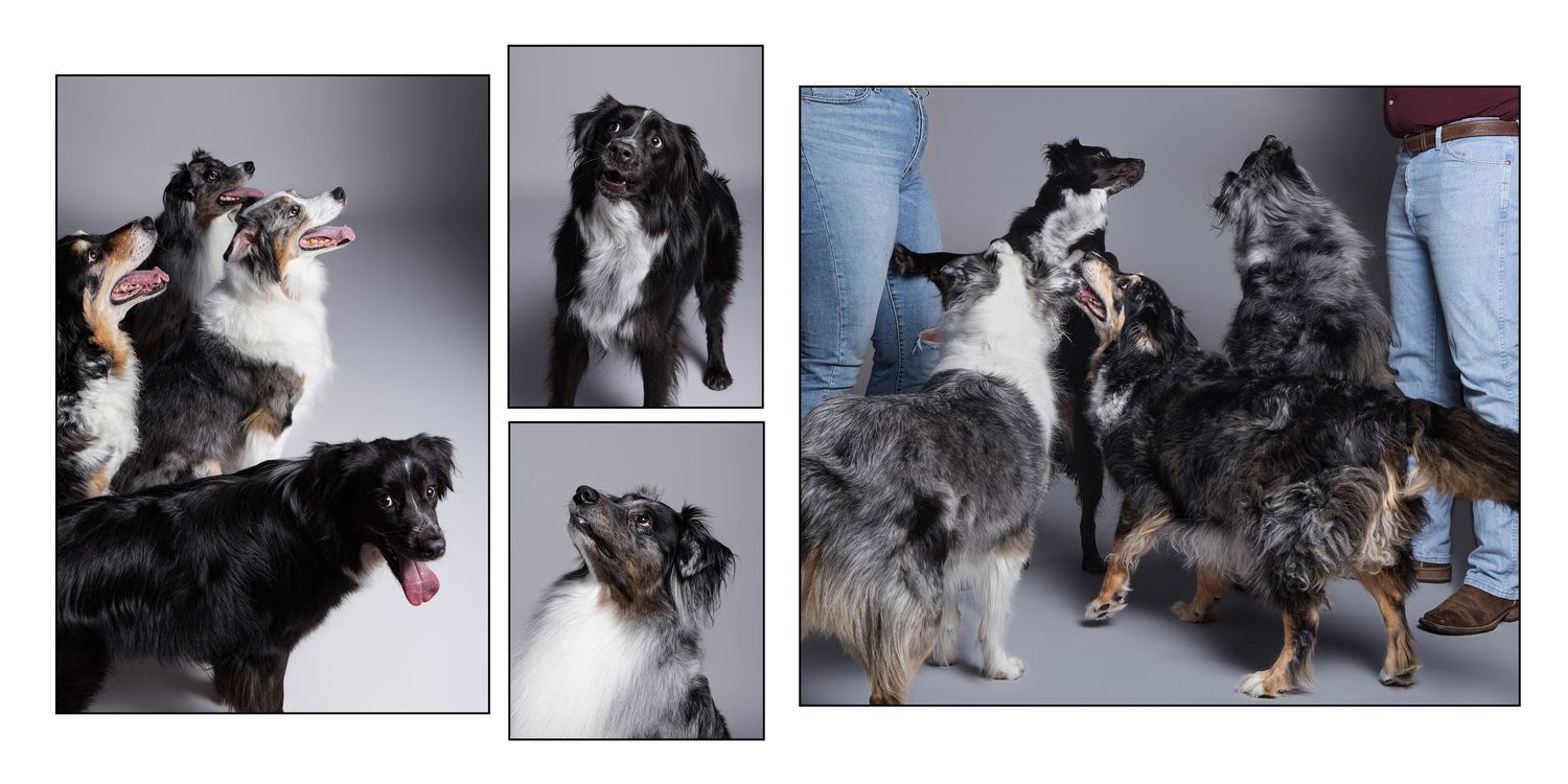 Dogs posing together in a professional photo studio setting with gray background at a pet photography studio near Lake Travis.