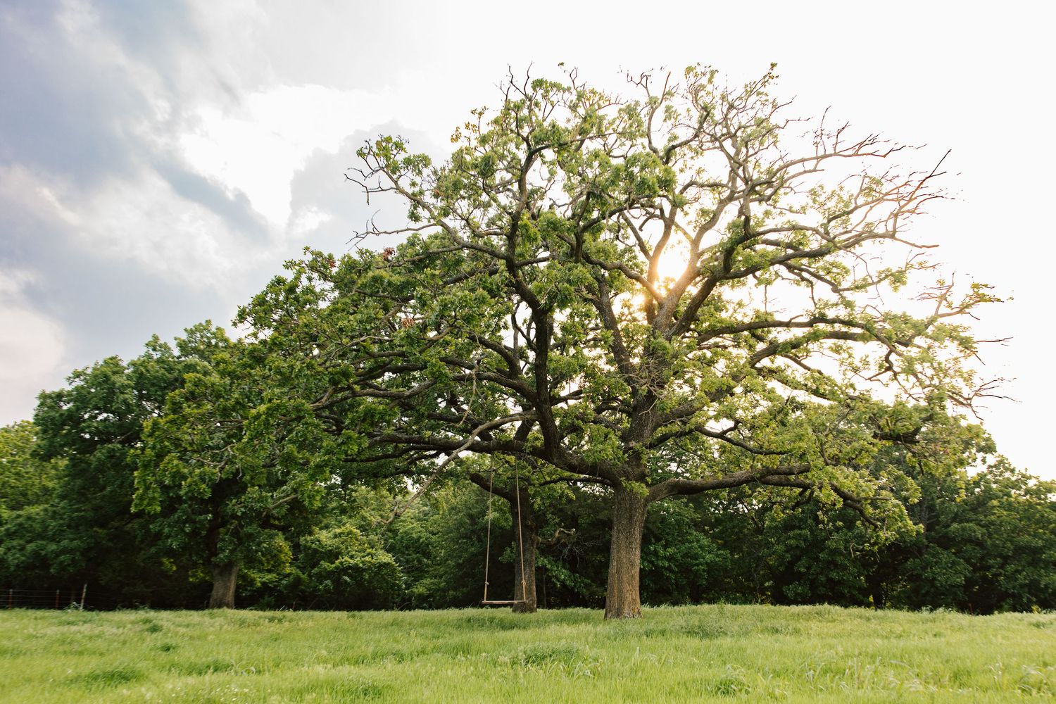 A tree during sunset at Caney Ridge Ranch just outside of Owasso, Oklahoma.