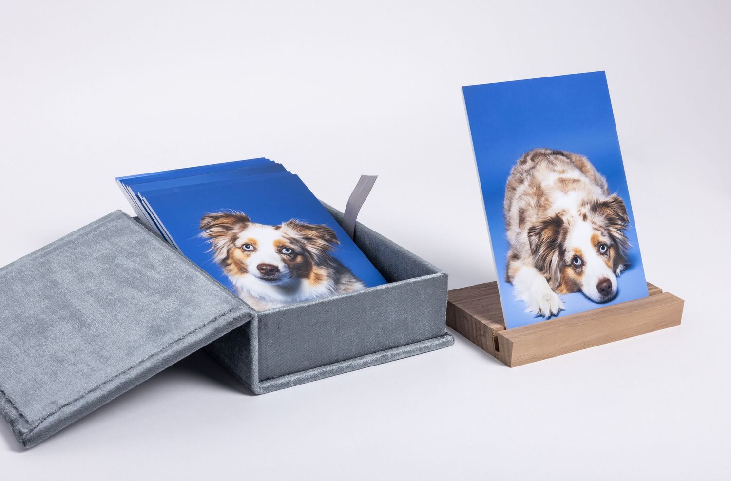 A blue velvet portrait box with an Australian Shepherd photo print displayed beside it on a wooden stand against a white background.
