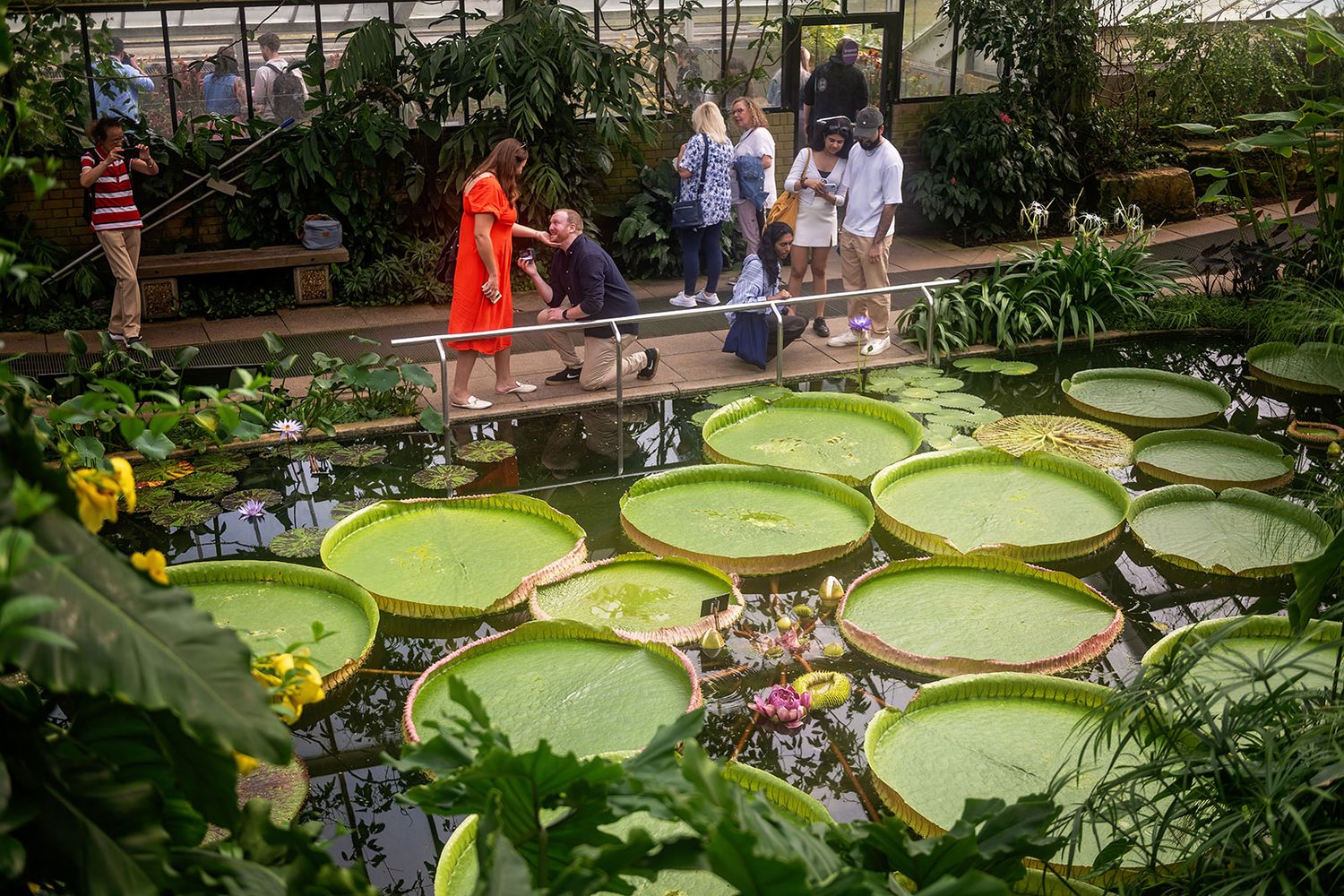Visitors admire giant Victoria water lily pads in a lush greenhouse botanical garden pond.