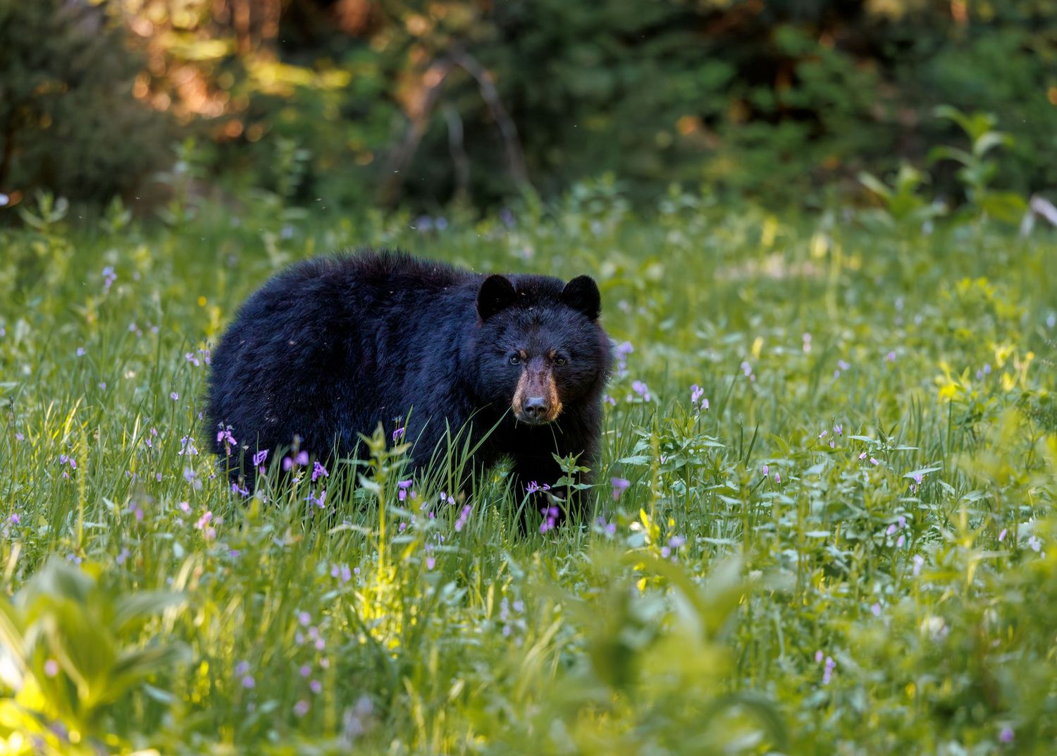 A black bear snacks on wildlflowers in Mt Rainier National Park