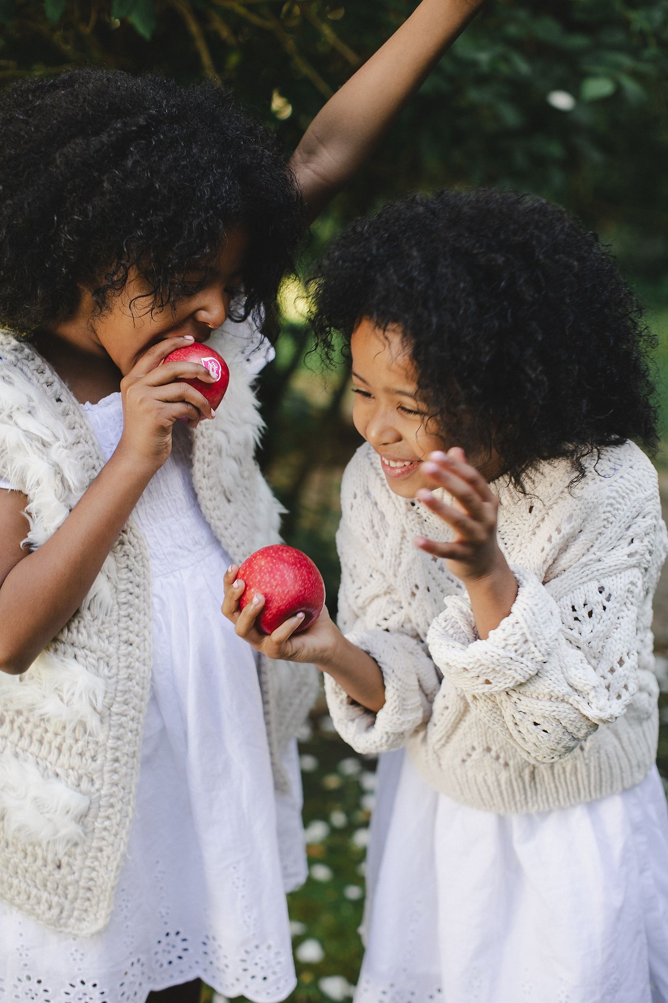 Bright, fresh Pink Lady apples styled to highlight colour and shine.