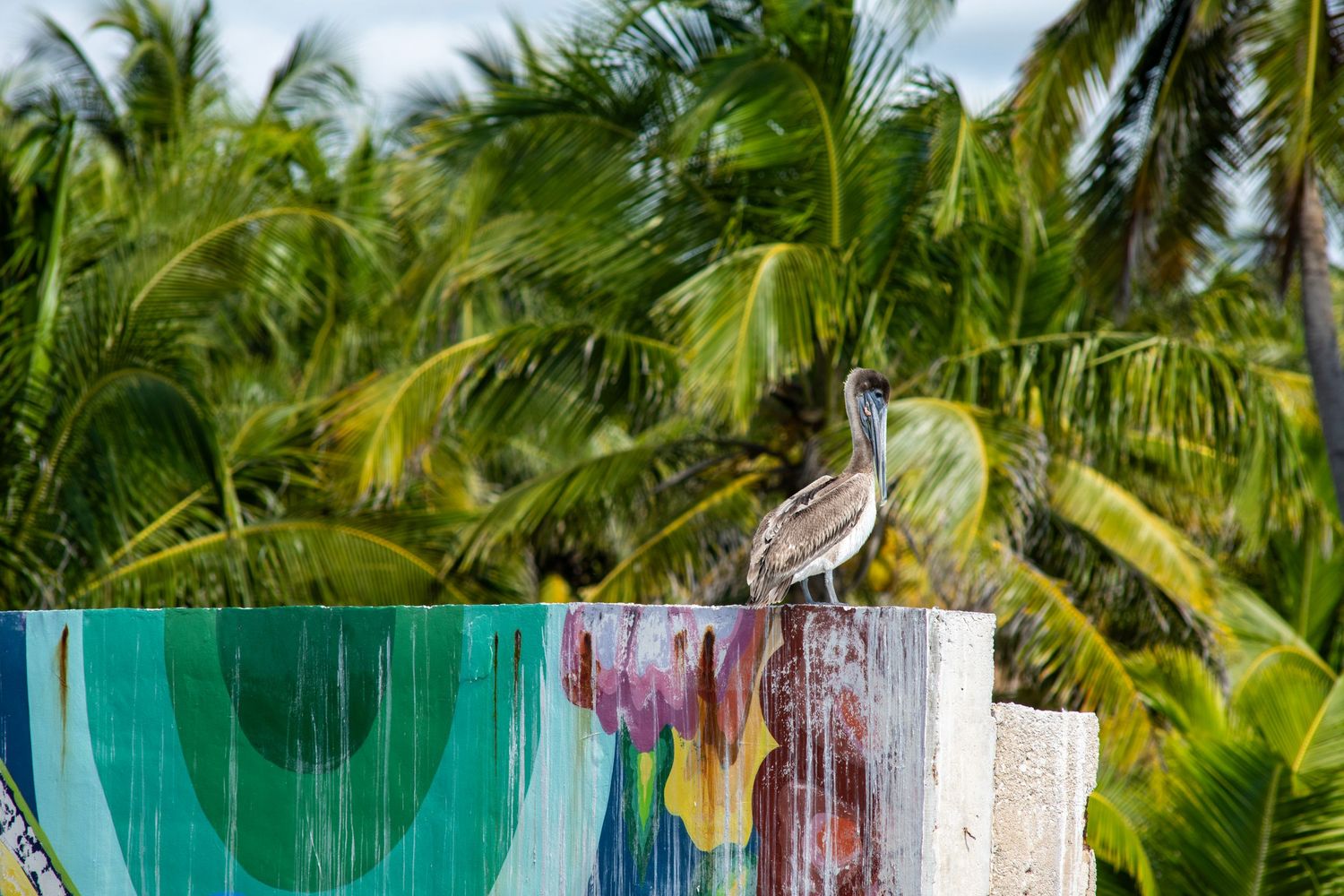 A brown pelican perches on weathered wooden posts beside colorful painted art with lush tropical palm trees in the background.
