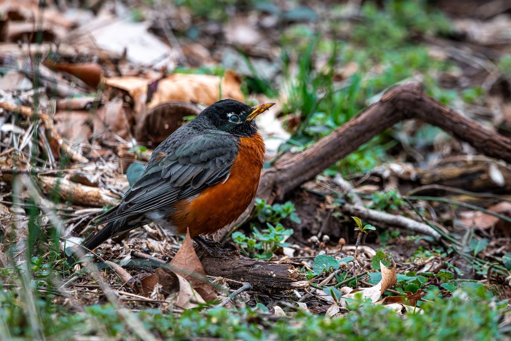 American robin perched among fallen leaves and twigs on forest ground in spring.