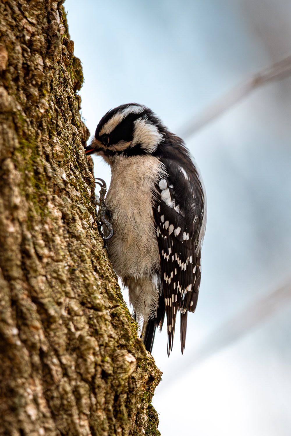 Downy woodpecker clinging to textured tree bark foraging for insects in winter.