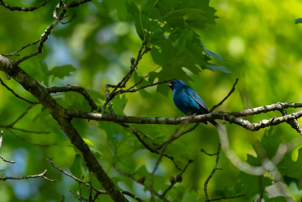 Brilliant blue indigo bunting songbird perched on a branch surrounded by lush green foliage.