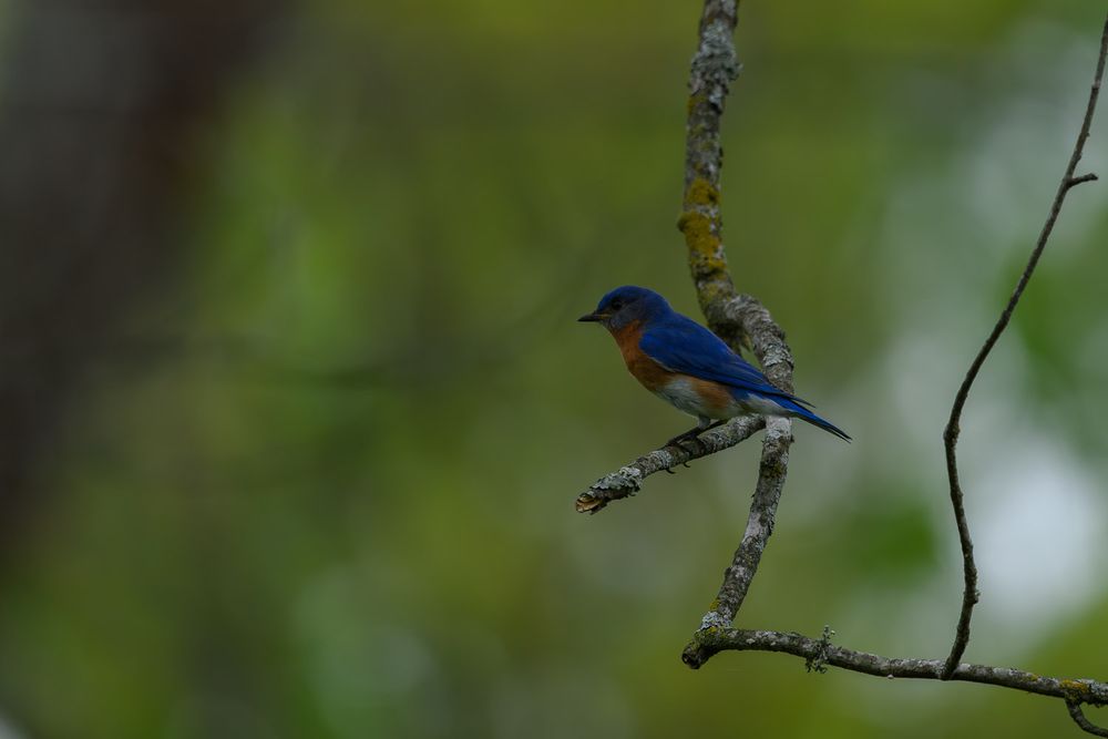 A brilliant blue Eastern Bluebird with rusty orange breast perched on a slender twig against a soft green background.