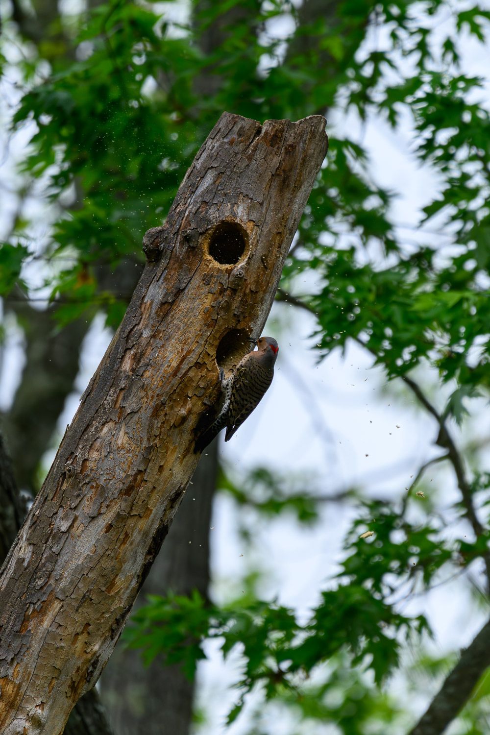 A Northern Flicker woodpecker clinging to a dead tree trunk near a nesting cavity surrounded by green maple leaves.