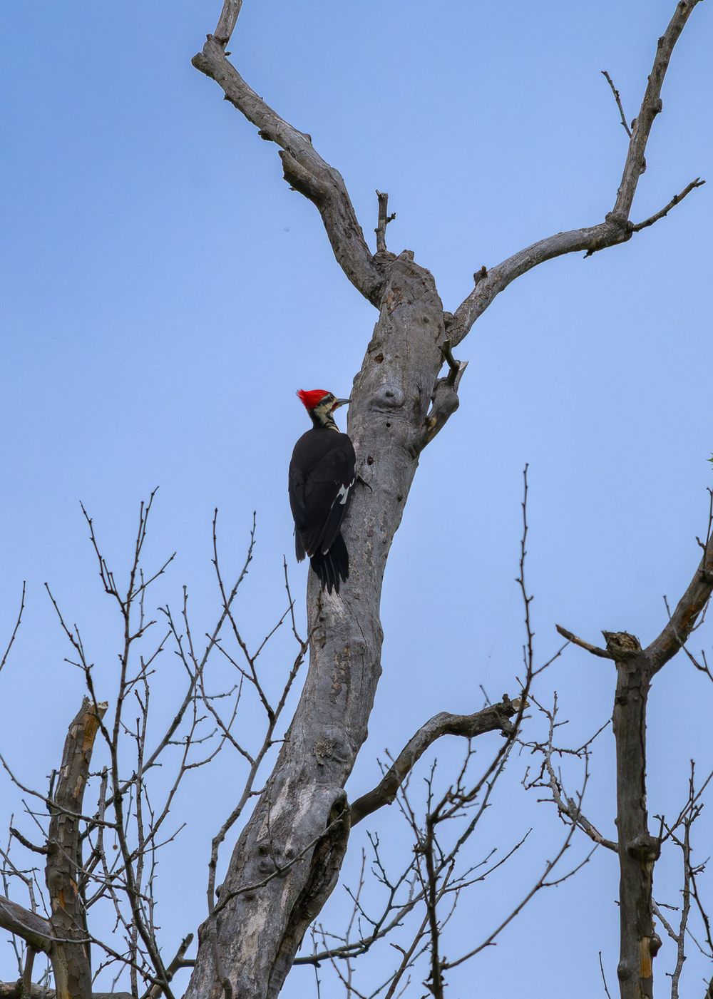 A large Pileated Woodpecker with distinctive red crest clinging to a bare dead tree against a clear blue sky.
