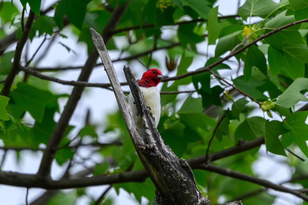 A Red-headed Woodpecker with bold red head and white body perched on a dead branch among green spring leaves.