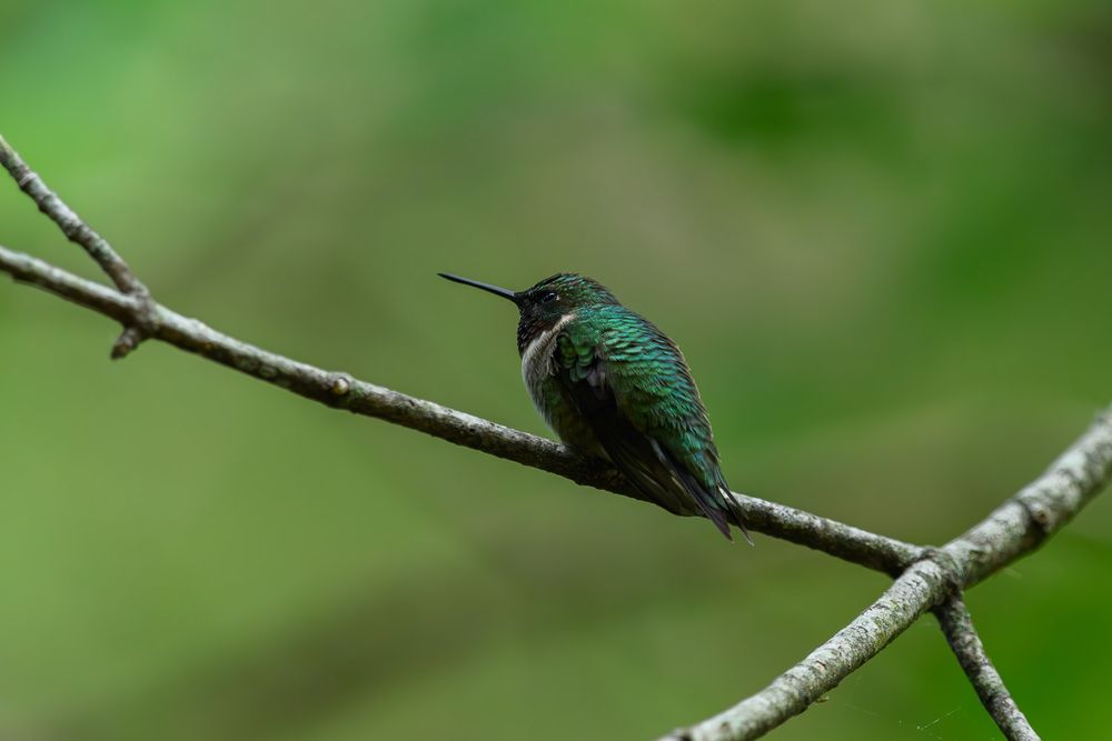 A tiny iridescent Ruby-throated Hummingbird with metallic green plumage resting on a thin branch in a lush green forest.