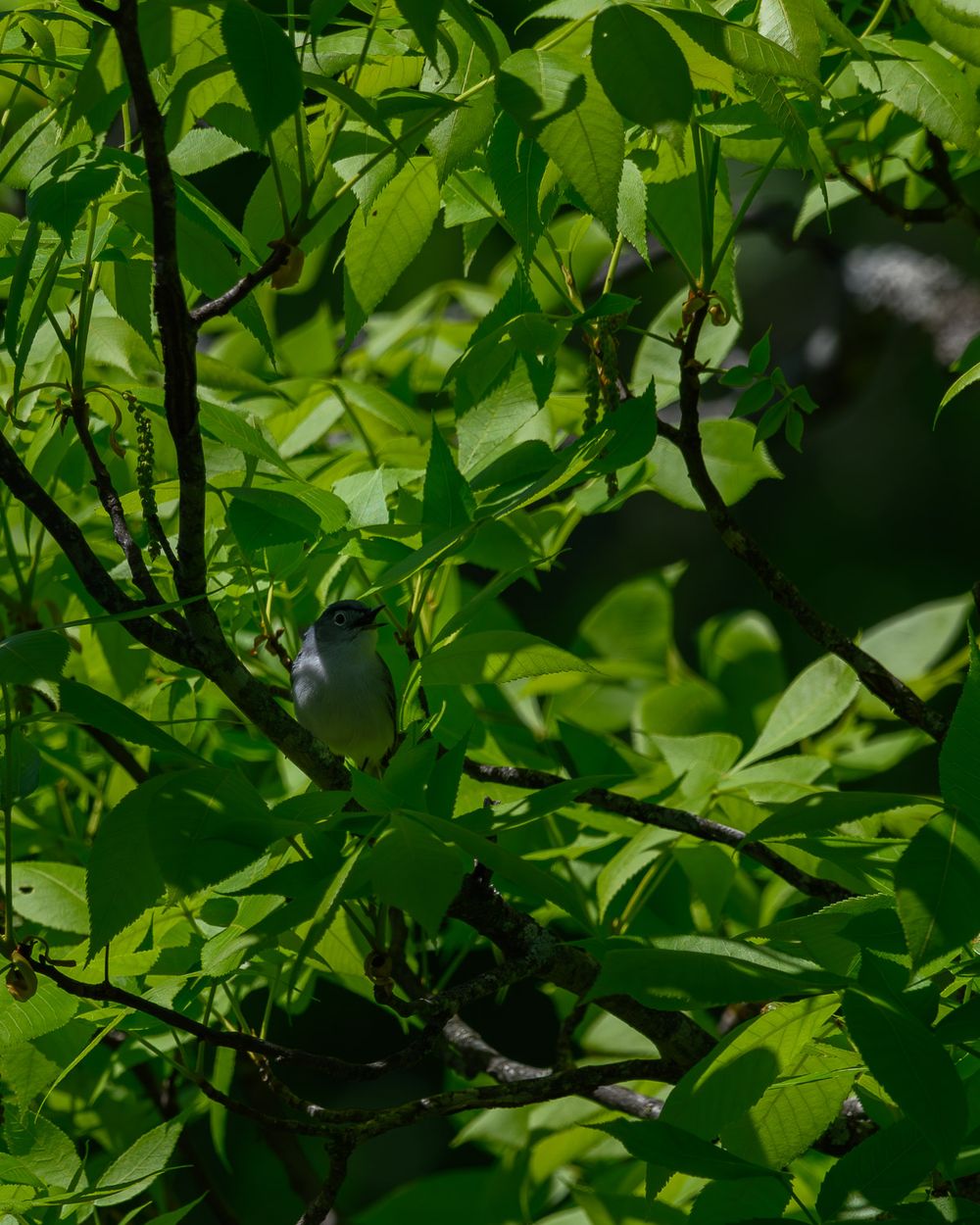 A small gray-white bird partially hidden among bright green leaves and branches in dappled sunlight. Blue-Gray Gnatcatcher