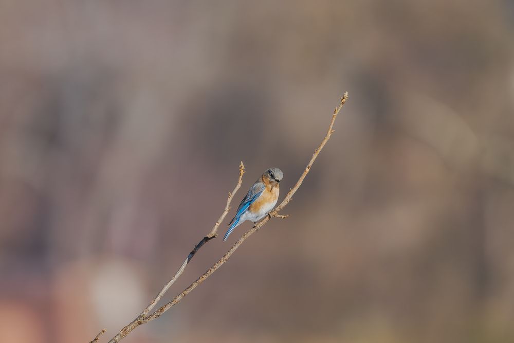A female eastern bluebird perched on a bare branch against a soft blurred background.