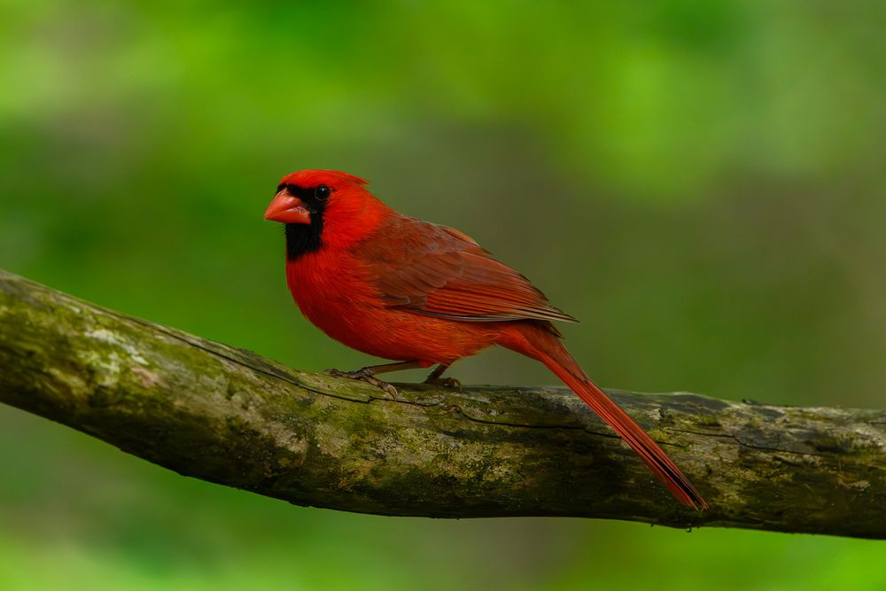 A vivid red male northern cardinal perched on a moss-covered branch against a green background.
