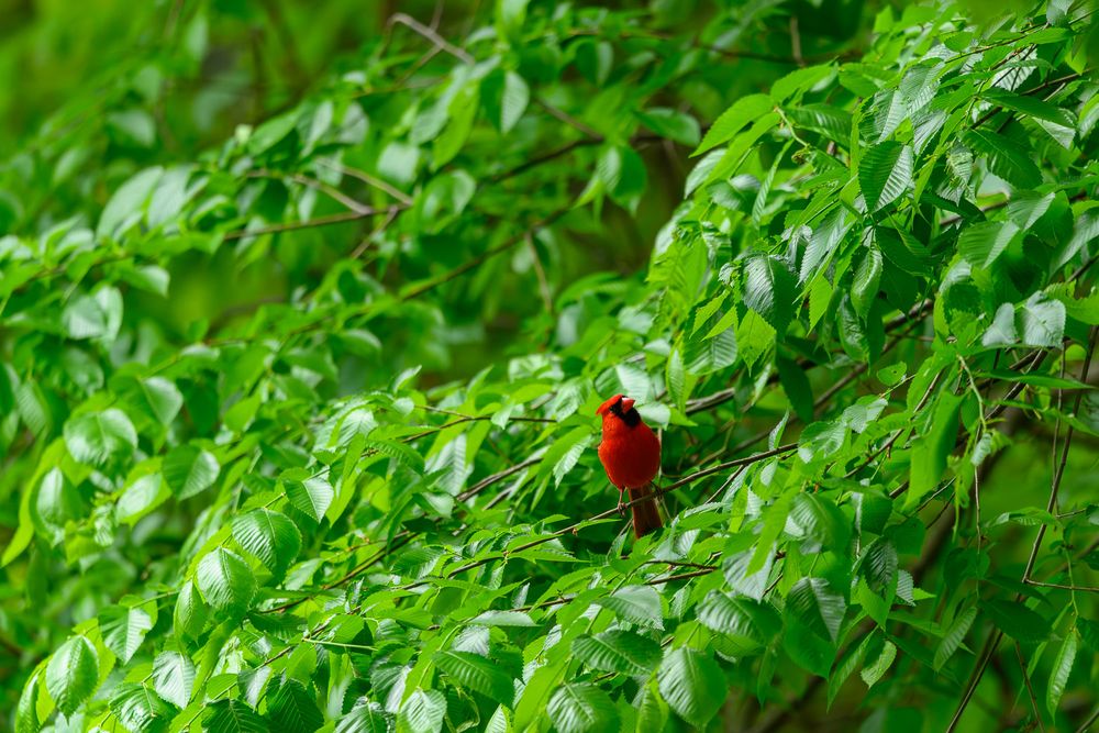 A brilliant red cardinal perched on a thin branch surrounded by dense green foliage.