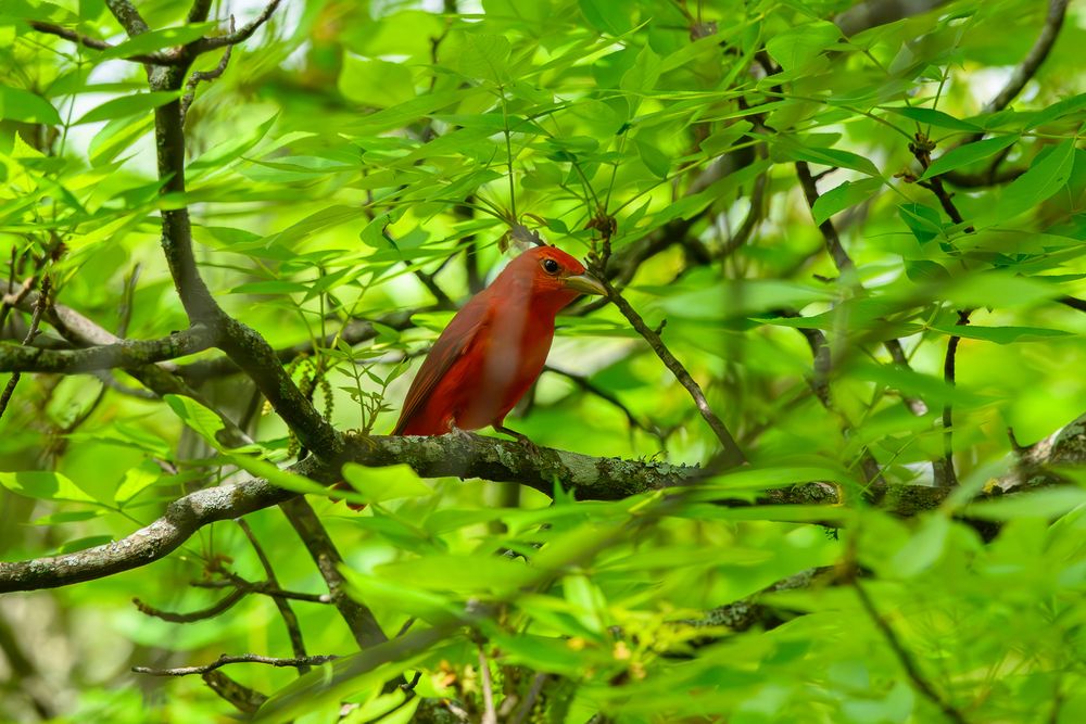 A vibrant red summer tanager perched among lush green tree branches in a forest setting.