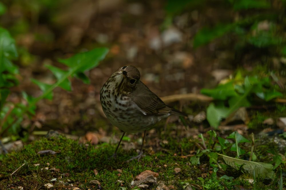 A small brown Swainson Thrush with spotted breast foraging on mossy ground among rocks and green plants.