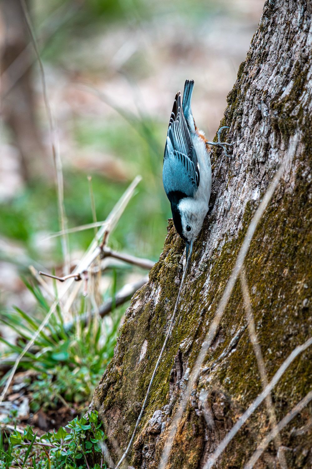 A white-breasted nuthatch climbing headfirst down a mossy tree trunk in a forest.